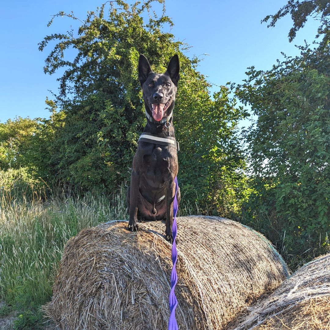 Erik found a great place to pose! ⛰️

This lovely boy is searching for an active home who wants to get stuck into training and activities! He would like no children in the home and to be the only pet but would enjoy walking friends on his walks!

#DutchShepherd