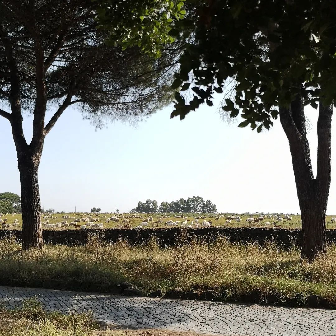 sampietrino's tweet photo. Appia in un giorno d'estate.
ph @stesitula

#pecorelle #quintomiglio #appia #viaappiaantica #appianway #appiaantica #parcoappiaantica #reginaviarum #sampietrino #sampietrini #sanpietrini #selciatoromano #roma #rome #cobblestones #romanstreets #streetsofrome #straderomane https://t.co/EfyyHf5FIi