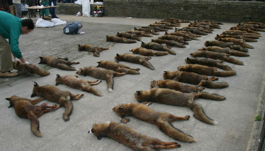 ruben_prz's tweet photo. ¿Qué papel destacado tiene masacrar animales? 😳

Una parte ultraminoritaria de la Sociedad gallega, subvencionada con miles de € para comprar gorras, bolis y chalecos... con licencias gratis para mayores de 65.

Ah, que es una bolsa de votos (cada vez más pequeña) https://t.co/alZktRVV1D