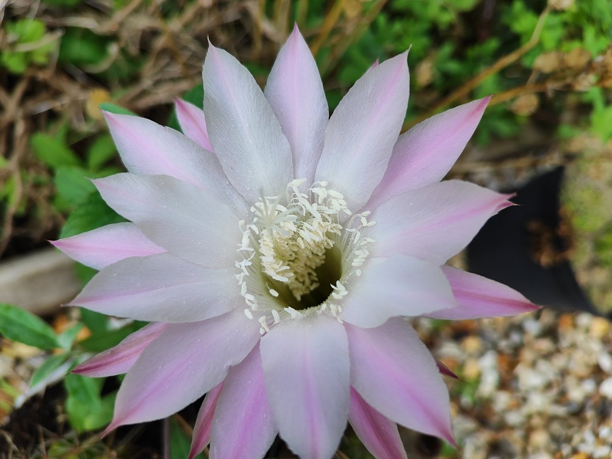 The cactus in the garden decided to flower again.