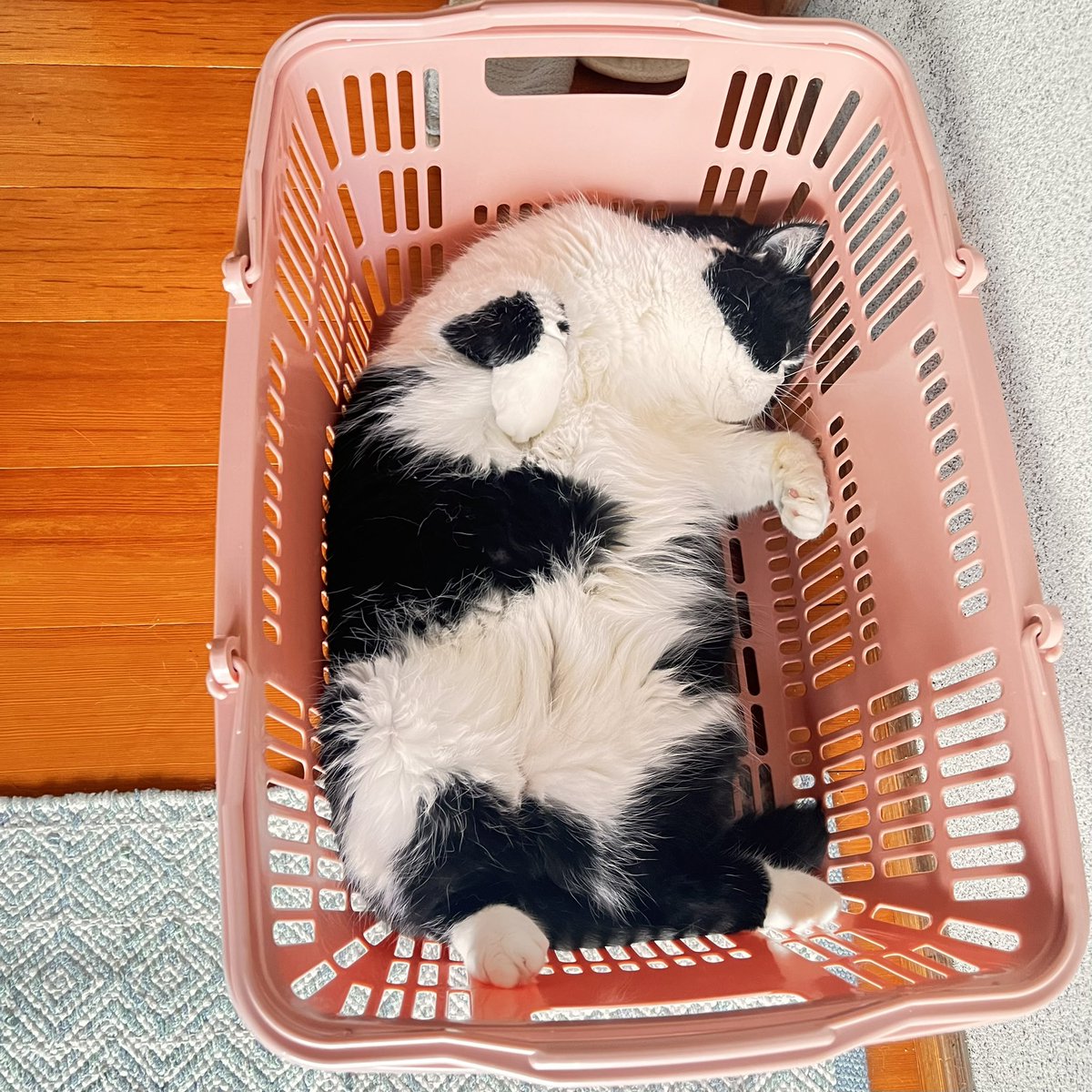 jrd0725's tweet photo. #猫のいる暮らし https://t.co/V4UWXmTiXs