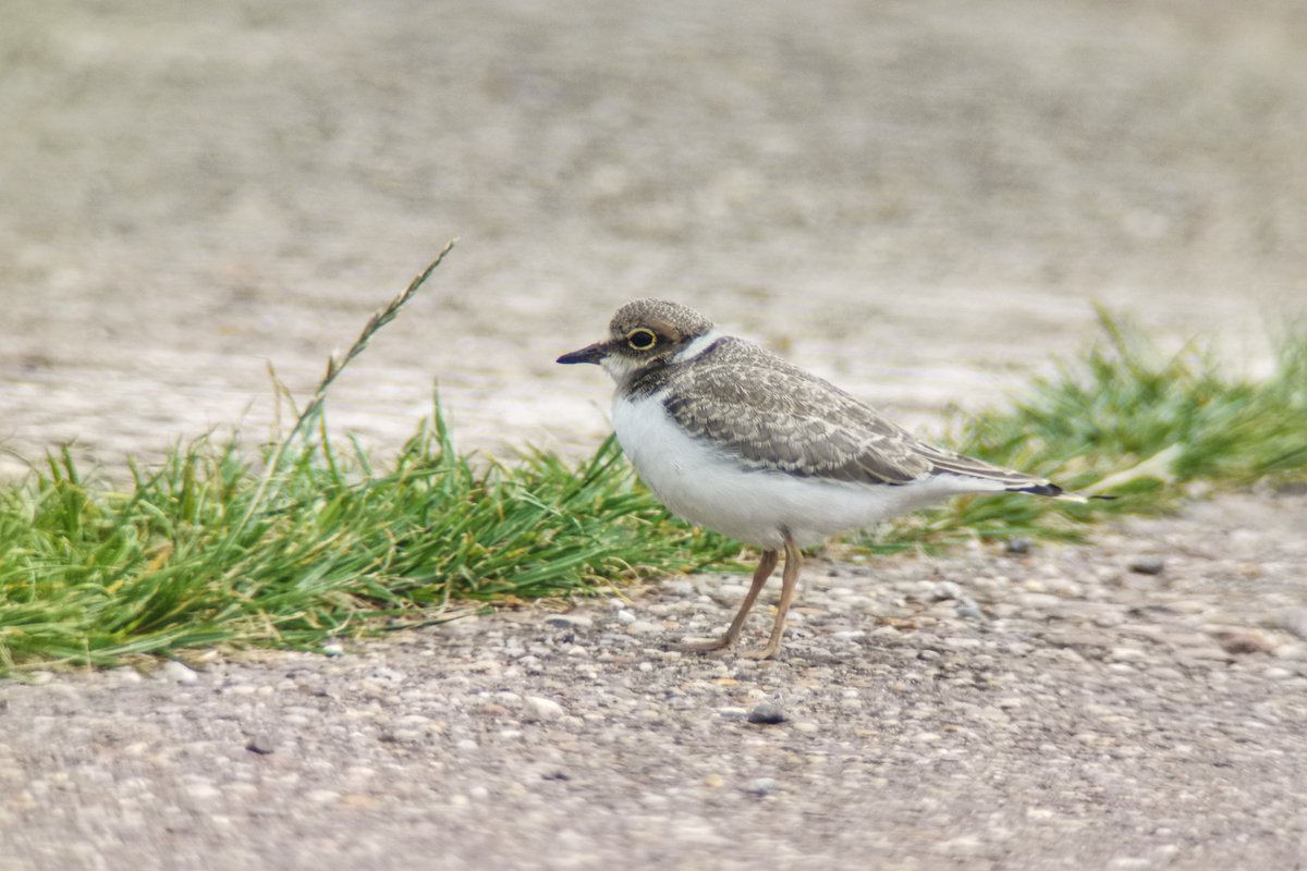 LapwingEcology's tweet photo. Breeding bird surveys were starting to draw to a close this week, with plenty of signs of success #ecology #ornithology https://t.co/GCn5yCklyb