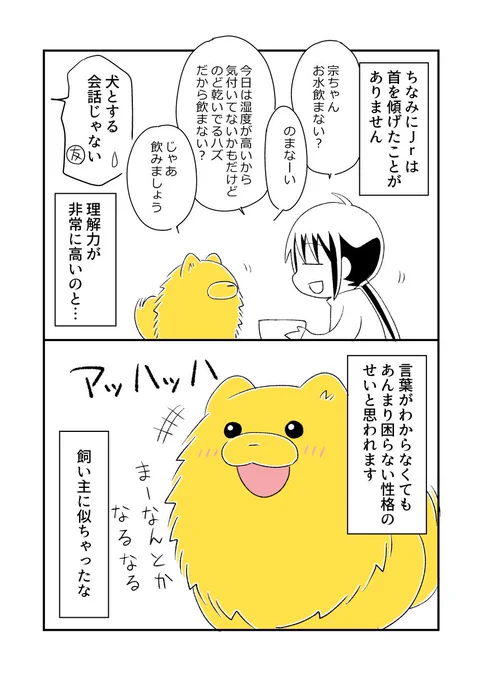 ちなみにJrは首をかしげたことがありません。
赤ちゃんの頃は狙い目だと思って疑問系でたくさん話しかけたのですが、一度も…。
#宗次郎Jr 