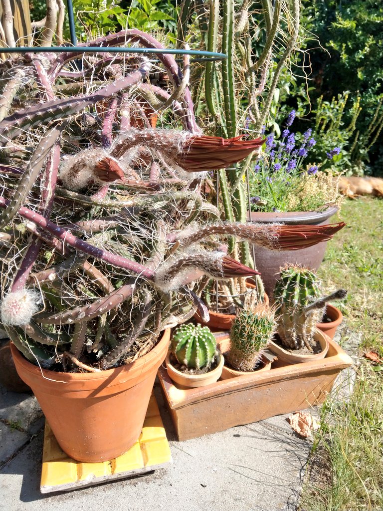 freitagsfrau's tweet photo. Ein besonderer Sommer für meine #KöniginderNacht
Erstmals habe ich sie mit Knospenansatz vom Zimmer In den #Garten getragen & erstmals blüht sie zweimal.
Ich bin total begeistert über nochmals vier kommende #Blüten. 😊
P. S. Findet den #Struppi https://t.co/DF2u0P9h4u