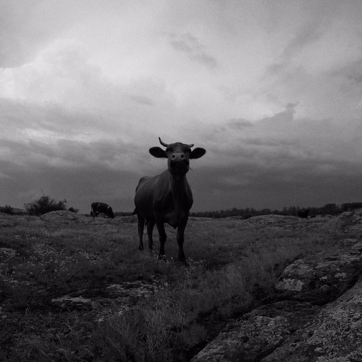 Nina Shambambykli tweet media