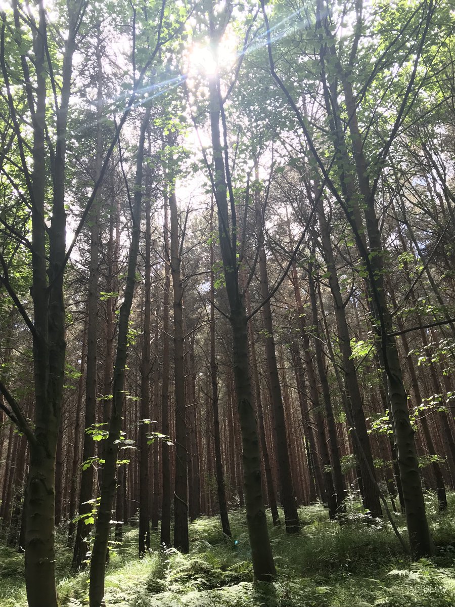 clerotto's tweet photo. Good to listen & remind myself of the wisdom #josephinebutler sought in these special woods at Dilston, above Corbridge.
A lesson in intellectual humility 👇💜
https://t.co/H34HNfy1gc https://t.co/jXAinKdeAg
