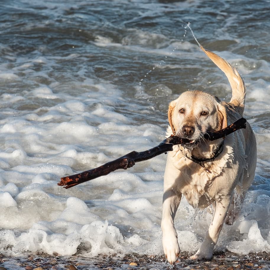 AntonianosVal's tweet photo. LAS MEJORES PLAYAS PARA IR CON PERROS EN VALENCIA:
*Playa Canina de Pinedo (València)
*Playa de La Torreta-Santa Elvira, en El Puig (Valencia)
*Playa de Alboraya (Valencia)
#SanAntonioAbad #SantAntoniAbat #Valencia #playacan #perros #mascotas #Valencia https://t.co/e4NyyosdBt