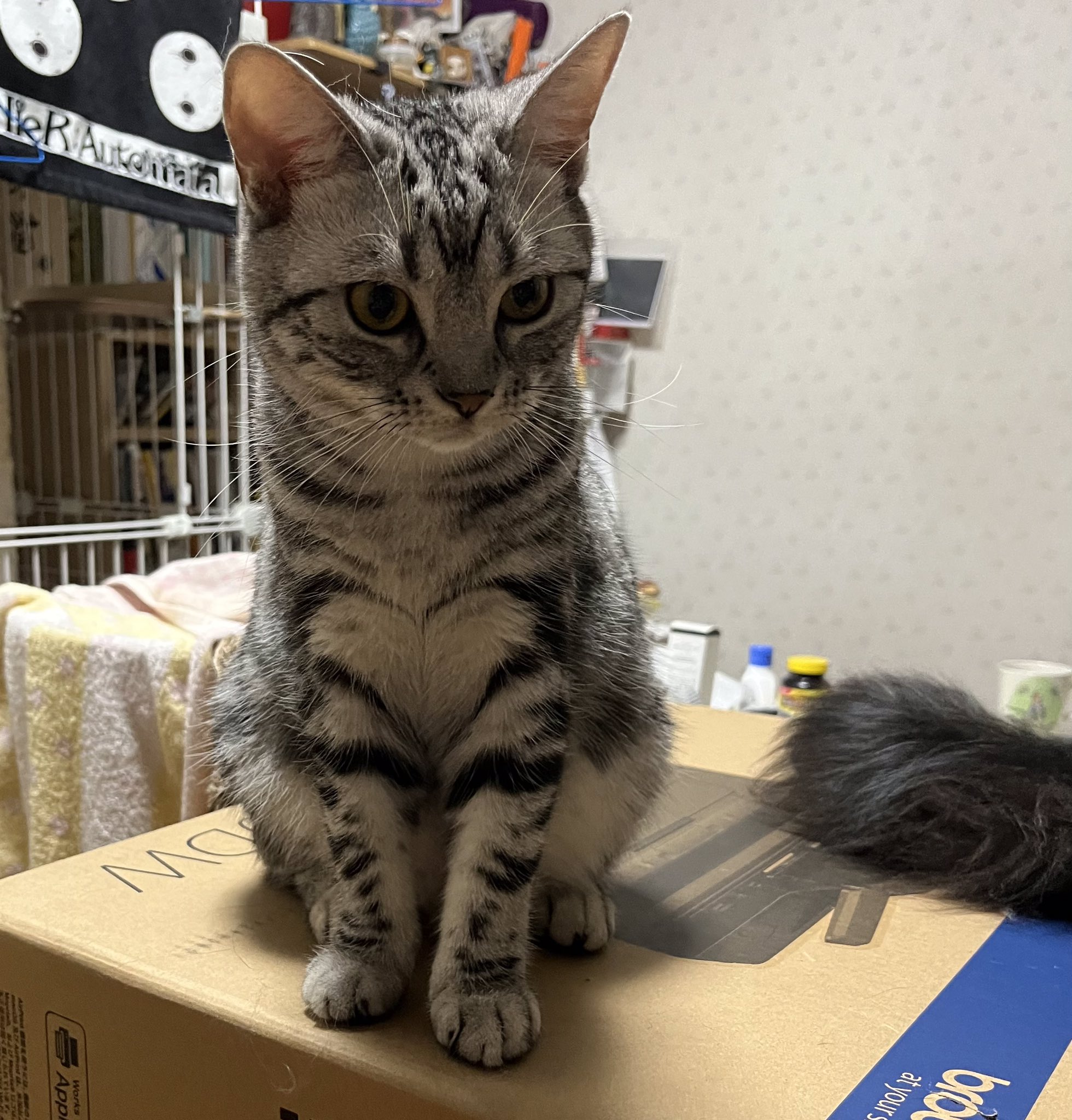 ササクラ（藍内友紀） on Twitter 