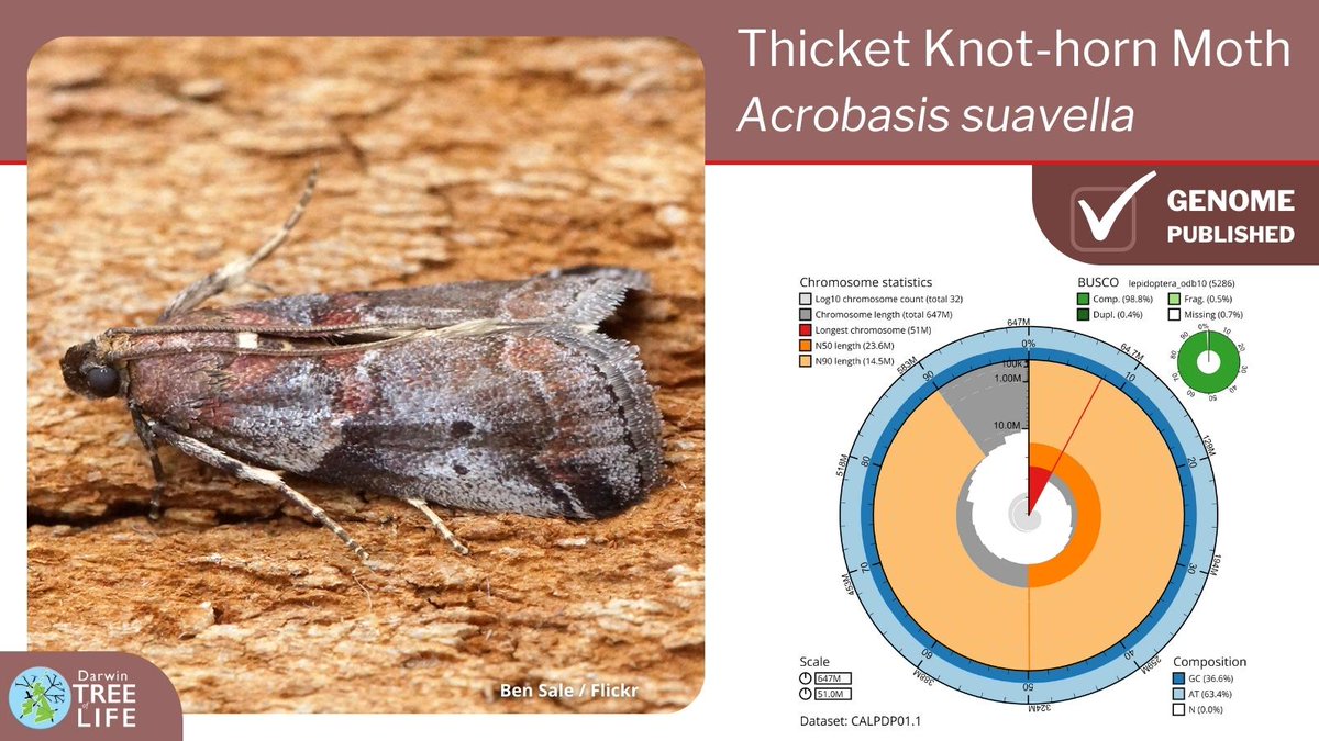 Our latest #DarwinTreeOfLife #GenomeNote: the Thicket Knot-horn 🦋 (Acrobasis suavella)

Thanks to @diarsia @JamesHammond926 @GenomeWytham @OxfordBiology @NHM_Science @SangerToL and all who helped generate this #genome🧬  

📑Read more @WellcomeOpenRes:
wellcomeopenresearch.org/articles/8-252