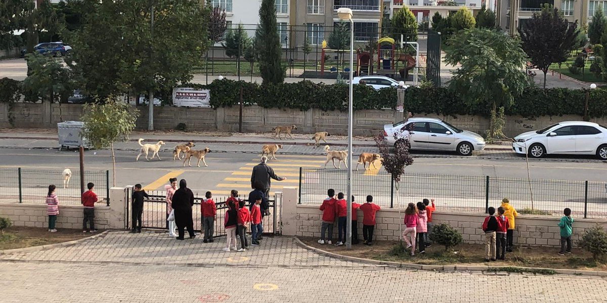 OguzKhanTweets's tweet photo. İlgili bakanlıklar, valiler, kaymakamlar, siz ne iş yaparsınız !?

Sokaklardaki iti köpeği de Cumhurbaşkanı mı temizlesin ?

Hergün bir çocuk, kadın köpekler tarafından saldırıya uğruyor.

Şu fotoğraf utanç olarak size yeter !
@TC_icisleri https://t.co/ZnZwGzFKsU