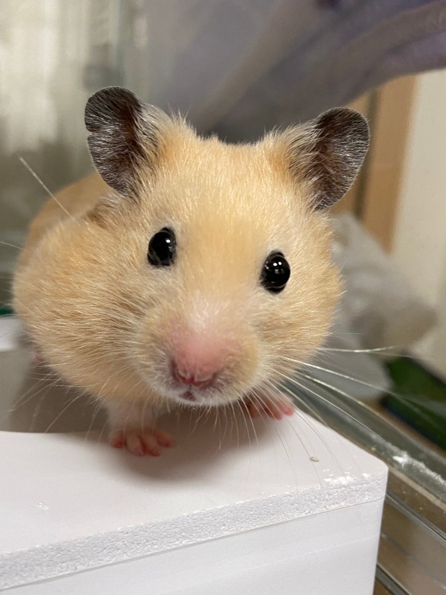 maaabc382_39's tweet photo. こむぎ、本日火葬が終わりました
無事ハムランドへ着いたかな

火葬屋さんの話によると
虹の橋のふもとに綺麗な緑がたくさんある場所があり、そこで仲間と合流するらしいです。
私たち家族が仲良く笑って過ごしてたら、いずれそちらへ行った時に
案内役をしてくれるみたいです😊

今頃走り回ってるかな https://t.co/EsD0ExqUX0