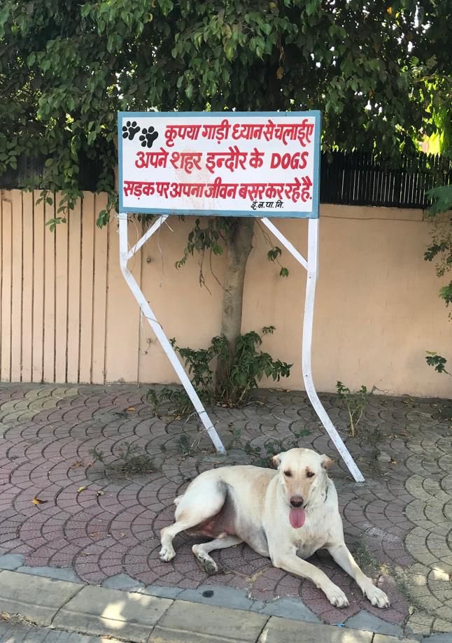 dogitization's tweet photo. Dog Pounds are not the solution to control Dog Bite, Awareness is the solution. Why authorities are not spreading awareness which would have lead to public participation and final +ve solutions!
#SayNoToDogPounds 
@narendramodi @CBIHeadquarters
@NIA_India
@PRupala @PMOIndia https://t.co/aTBpS18kkT