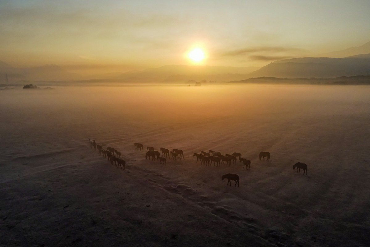 GM
Wild Horses 1/1 collection
at <a href="/exchange/">Exchange</a>
#SolanaNFTs #SolanaArt #solanaphotography

exchange.art/series/Wild%20…
1/1
1 sol