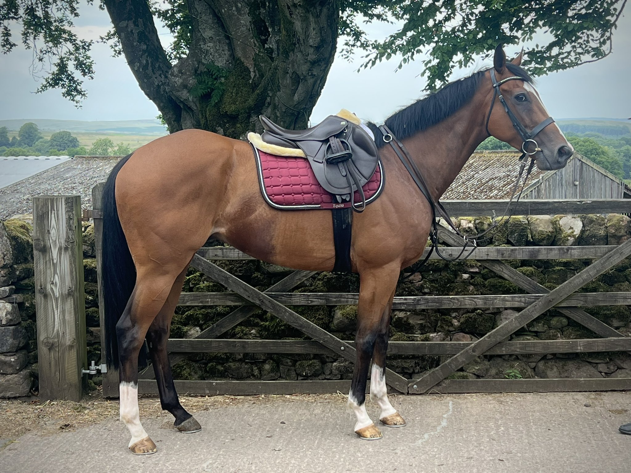 solway Racehorses on Twitter "Most likely our last horse from Keith