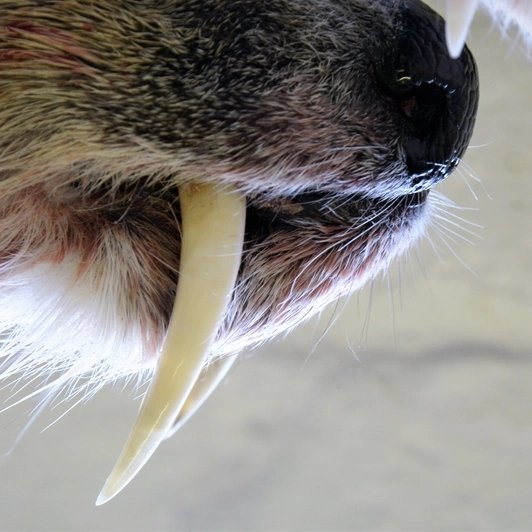 SeaWolvesSpain's tweet photo. Los mósquidos son un grupo de ciervos asiáticos cuyos machos poseen unos grandes colmillos.

Si quieres aprender más cosas sobre estos animales, no te puedes perder nuestra Especialidad en Grandes Herbívoros. Información: https://t.co/tklpnfG9FJ https://t.co/UuEtc8MLWZ