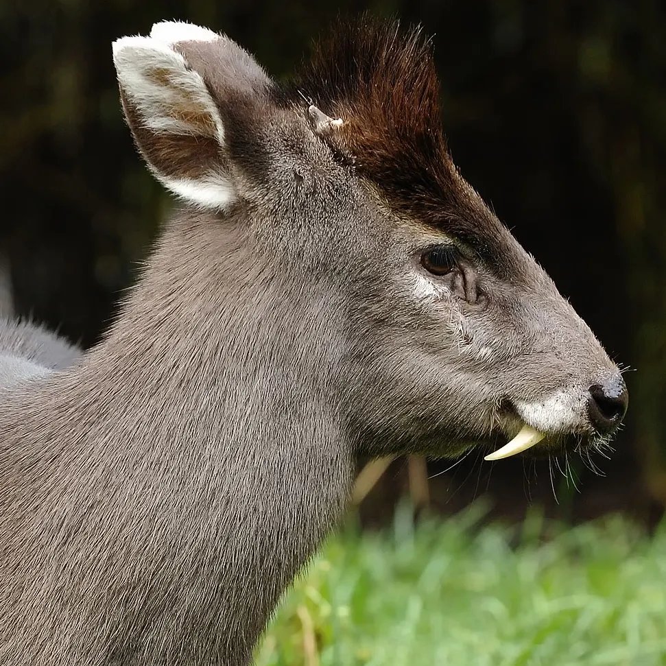 SeaWolvesSpain's tweet photo. Los mósquidos son un grupo de ciervos asiáticos cuyos machos poseen unos grandes colmillos.

Si quieres aprender más cosas sobre estos animales, no te puedes perder nuestra Especialidad en Grandes Herbívoros. Información: https://t.co/tklpnfG9FJ https://t.co/UuEtc8MLWZ