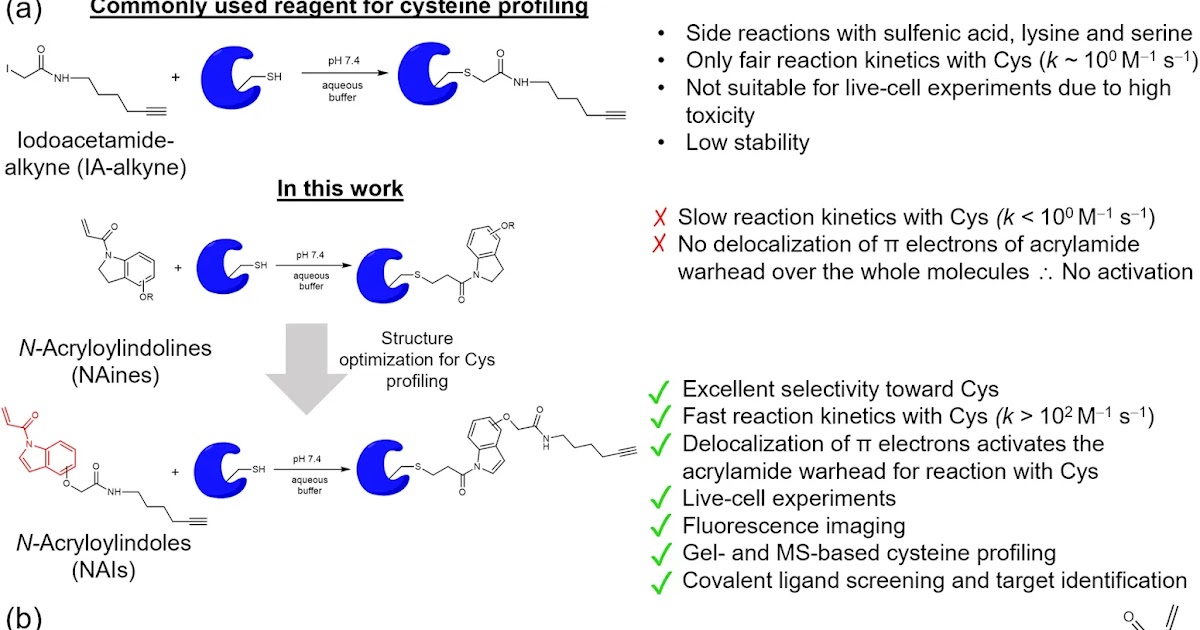 N-Acryloylindole-alkyne (NAIA) enables imaging and profiling new ligandable cysteines and oxidized thiols by chemoproteomics dlvr.it/SrvWFM