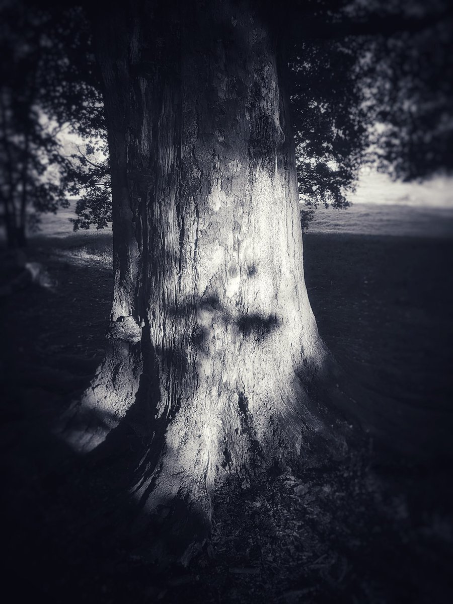 Hampstead Heath:
©️ Roy Clark 2023
#HampsteadHeath #tree #woodland