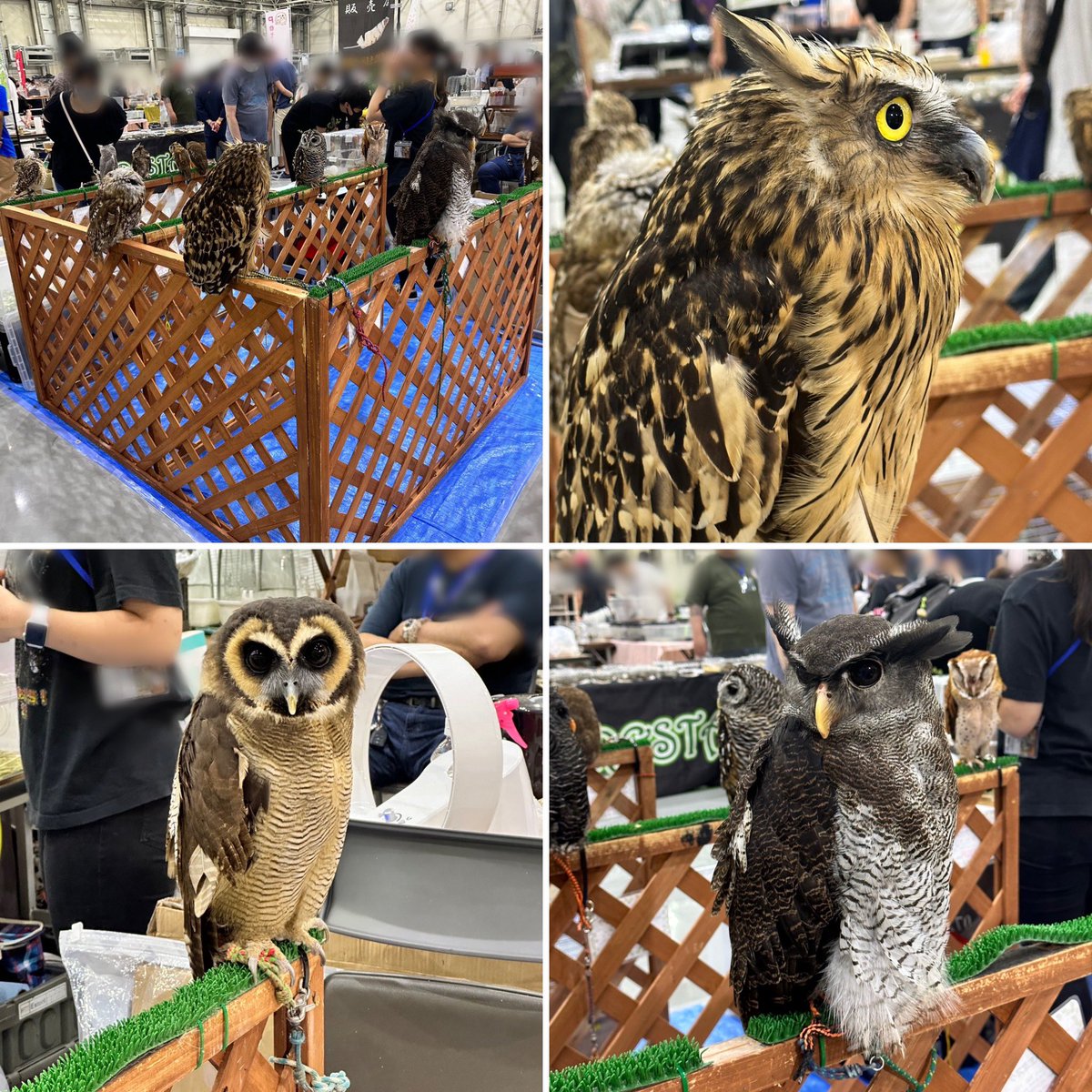 fishgallery7's tweet photo. 2023’アクアフェスティバル in 浜松、大盛会のうちに閉場致しました。たくさんのお客様ご来場、お買い物くださいまして誠にありがとうございました。主催者、関係者の皆様ありがとうございました。アクアトレンディ実店舗は無期限休業中ですが、イベント出展予定ですので、よろしくお願いします。 https://t.co/CfmvUdEE0W