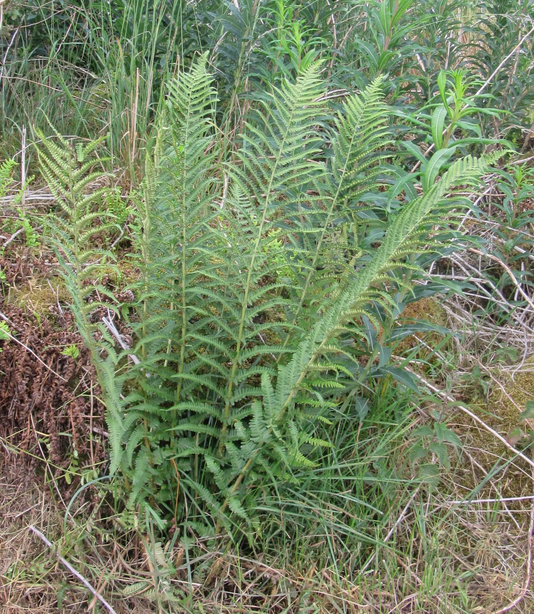 PetraVergunst's tweet photo. Looking at #FernsandAllies near Torphins last week. The male fern (Dryopteris filix-max) seems to be distinctive as the pinnae seem to be slightly twisted, thus not standing in the same plane as the stipe. #learningferns #botany https://t.co/4OFmFDxZPF