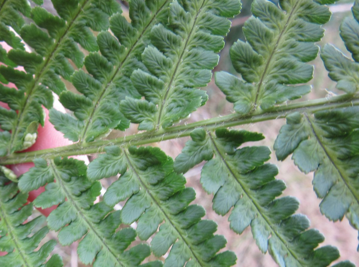 PetraVergunst's tweet photo. Looking at #FernsandAllies near Torphins last week. The male fern (Dryopteris filix-max) seems to be distinctive as the pinnae seem to be slightly twisted, thus not standing in the same plane as the stipe. #learningferns #botany https://t.co/4OFmFDxZPF