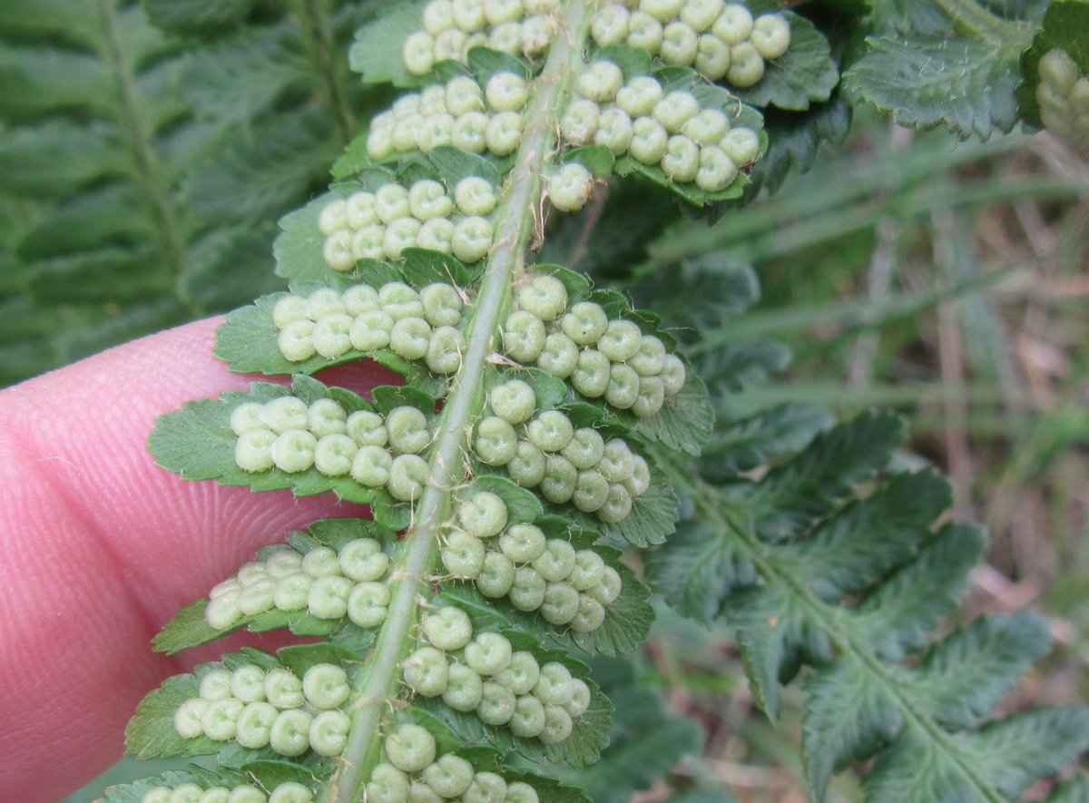 PetraVergunst's tweet photo. Looking at #FernsandAllies near Torphins last week. The male fern (Dryopteris filix-max) seems to be distinctive as the pinnae seem to be slightly twisted, thus not standing in the same plane as the stipe. #learningferns #botany https://t.co/4OFmFDxZPF