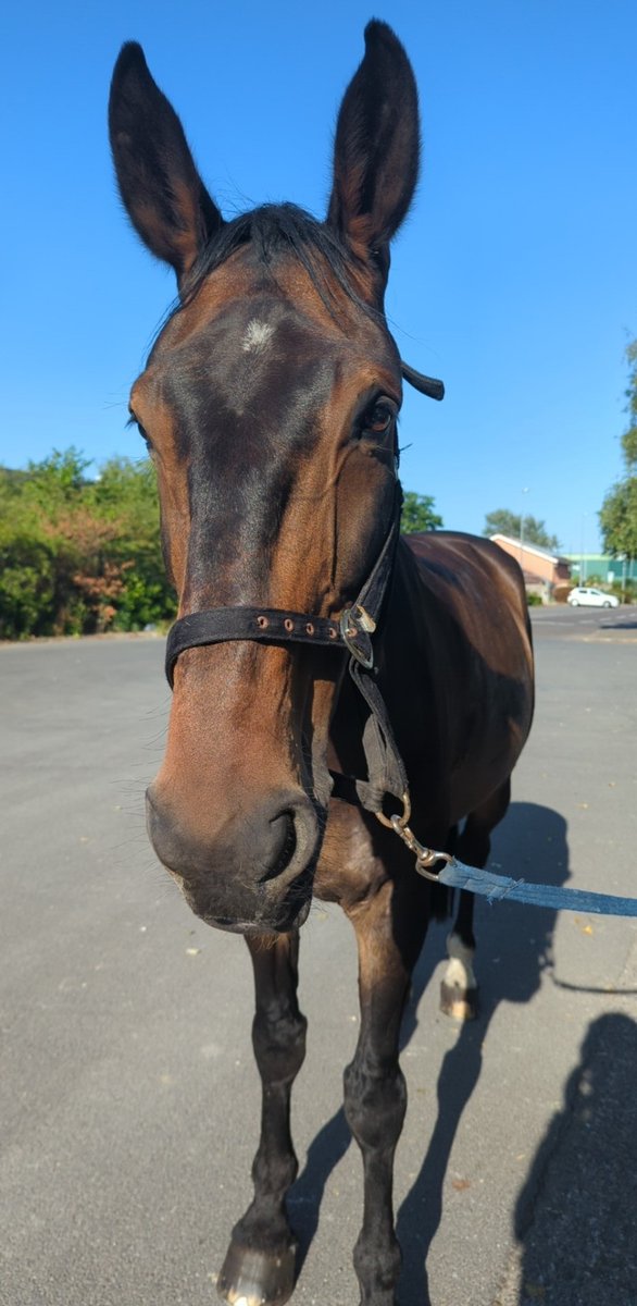 ASPoliceHorses tweet media