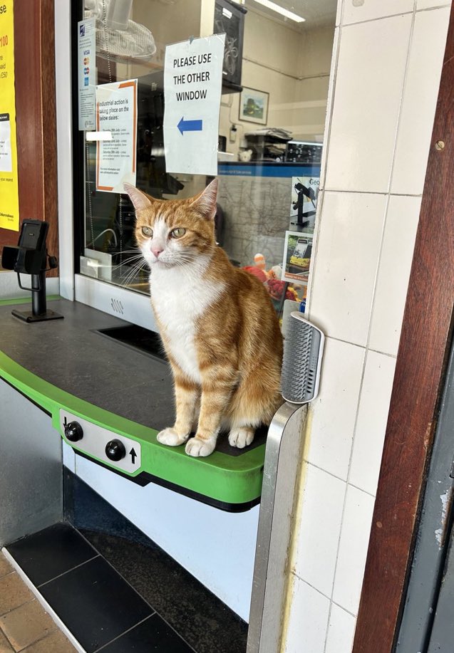 Look at how handsome George is. 🏴󠁧󠁢󠁥󠁮󠁧󠁿 There is a consultation regarding the potential closure of rail ticket booths across England. If you’re in England, please have your say! rmt.org.uk/campaigns/rail…