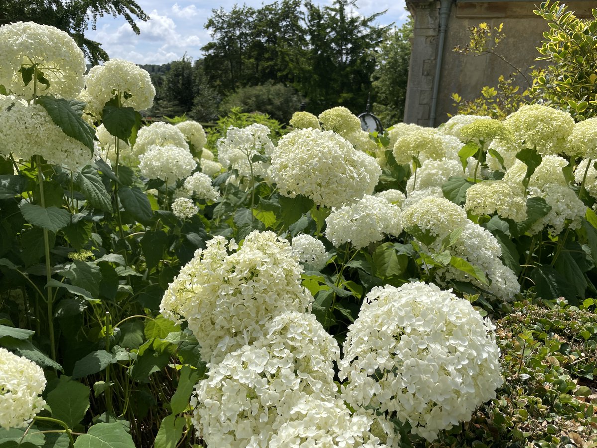 sherbornecastle's tweet photo. Love Hydrangeas
@visitdorsetoffical @VisitSherborne @VisitWestDorset @The_RHS @BestofDorset https://t.co/jQg8q1tqQQ