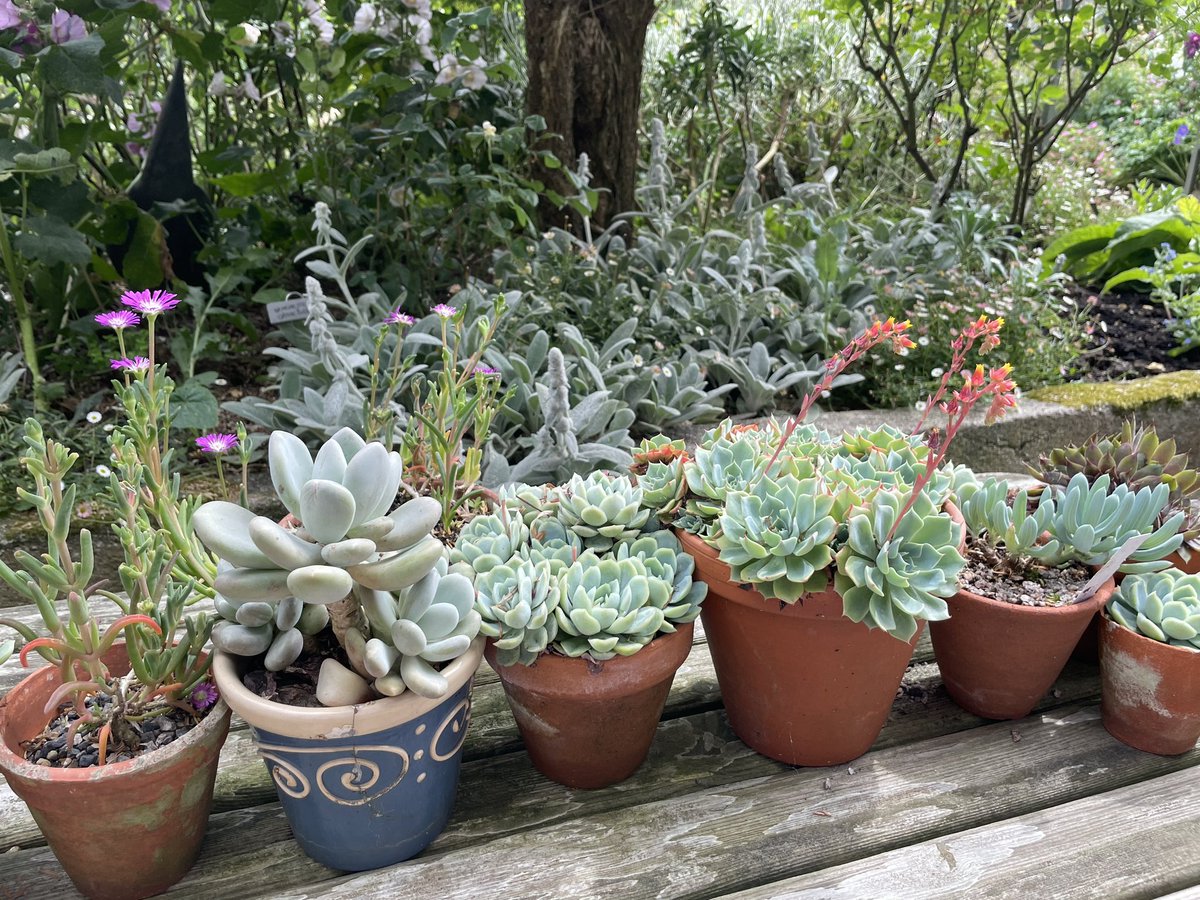 #Trevilley A blessed Saturday afternoon at this most glorious walled garden near Sennen <a href="/NGSOpenGardens/">National Garden Scheme</a> <a href="/PNovelistGale/">Patrick Gale</a> Beauty round every corner, and as for those hollyhocks…Exhibition of work by Aidan Hicks &amp; Sara Bevan continues, catch it if you can - well worth a visit!