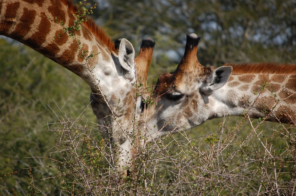 Looks like these giraffe are having a Sunday snuggle! Have a wonderful day peeps.

#needlessafarilodge #africanwildlife #meetmzansi #thisisafrica #meetsouthafrica #dinnertime #safari #beourguest #safarilodge