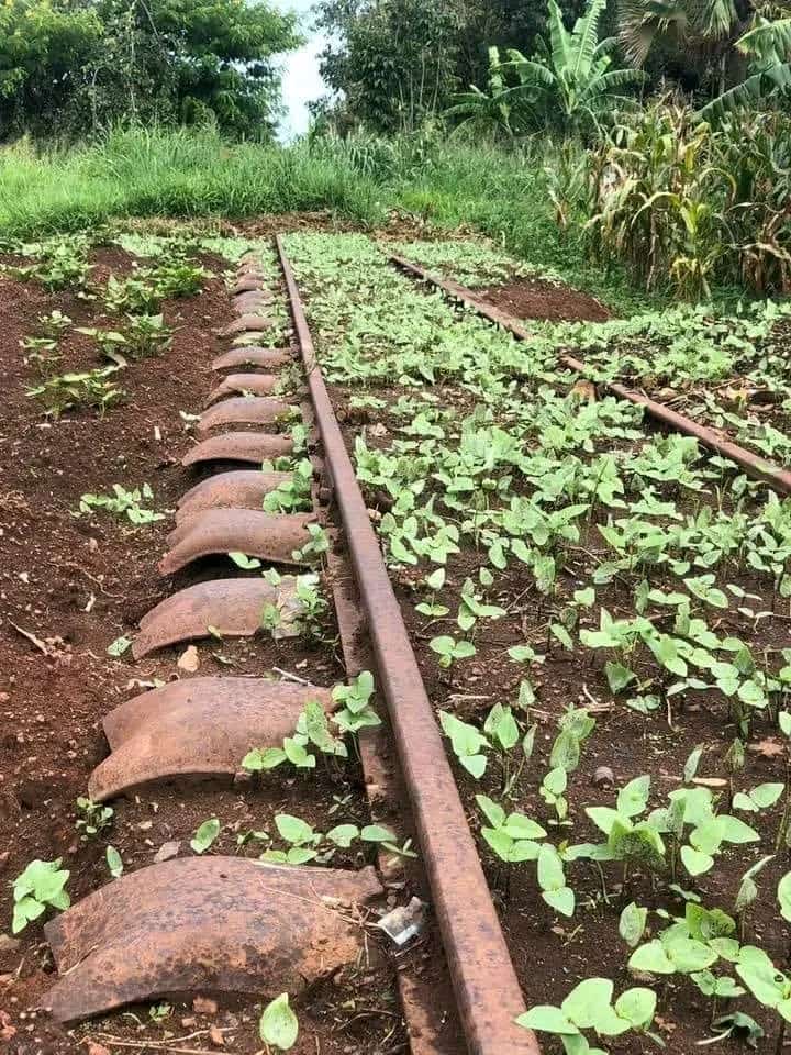 EwokuTom's tweet photo. Ladies and gentlemen, the standard Guage railways and middle income status @NRMOnline @NeedPartyUg @odakaa @KagutaMuseveni @mkainerugaba @EnuuPeter @JKabuleta @MathiasMpuuga @SpireJim https://t.co/cQn8Q1YP32