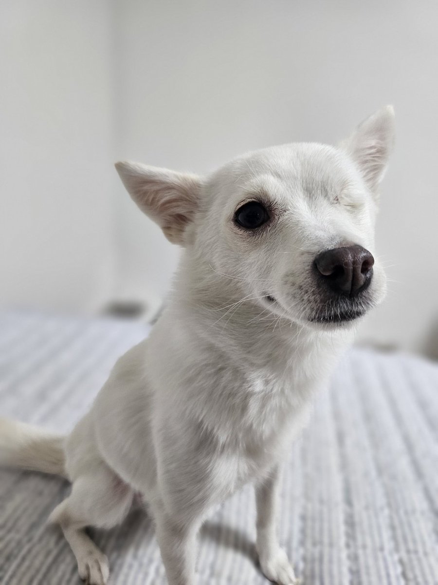 순둥순둥 강쥐에요