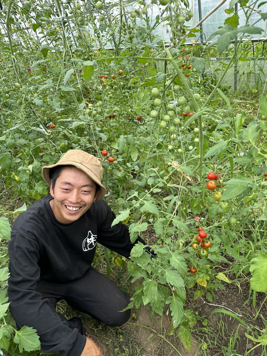ミニトマトに囲まれて幸せそうなわたりです
