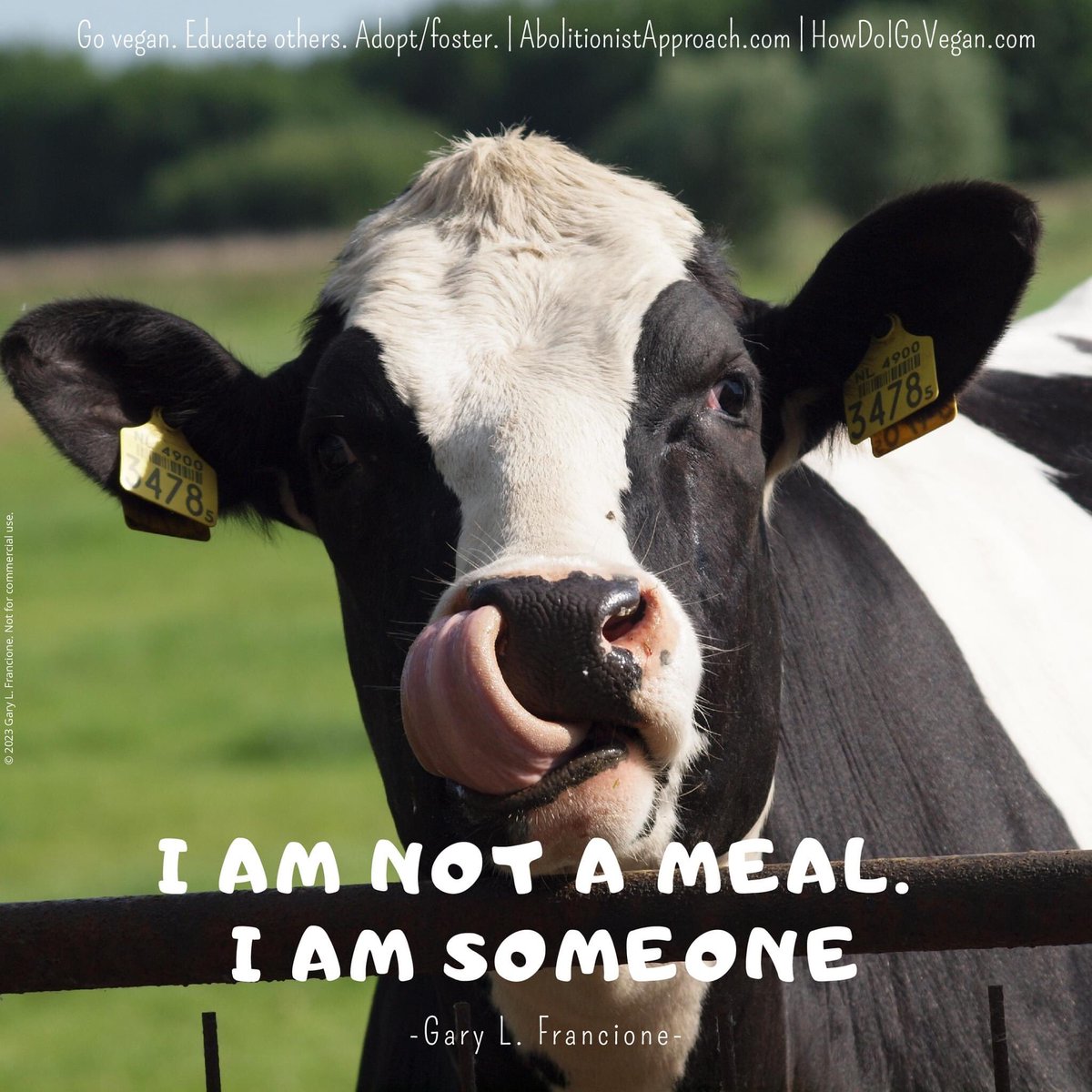 Abolitionists maintain that veganism is the moral baseline. That is, if animals have the right not to be used as property, if they have the right not to be commodities, we have to stop *treating* them as commodities. And eating them, wearing them, and using them *is* treating