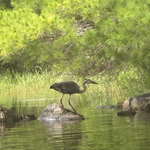 "Raise your words, not your voice. It is rain that grows flowers, not thunder.” ~ Rumi.  A My Daily Minute about getting along with one another.  conta.cc/44eFBw7