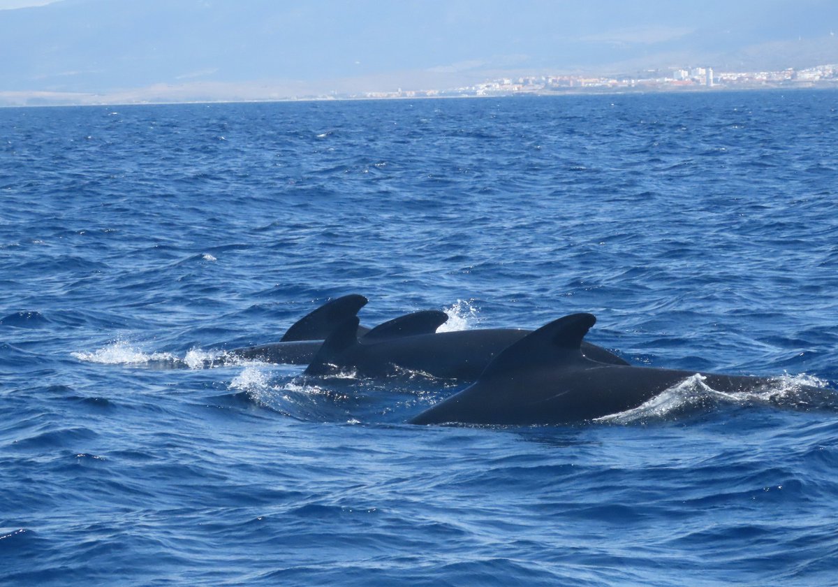 Out in the strait of Gibraltar enjoying some Balearic and Scopoli's shearwaters while on the search of pilot whales