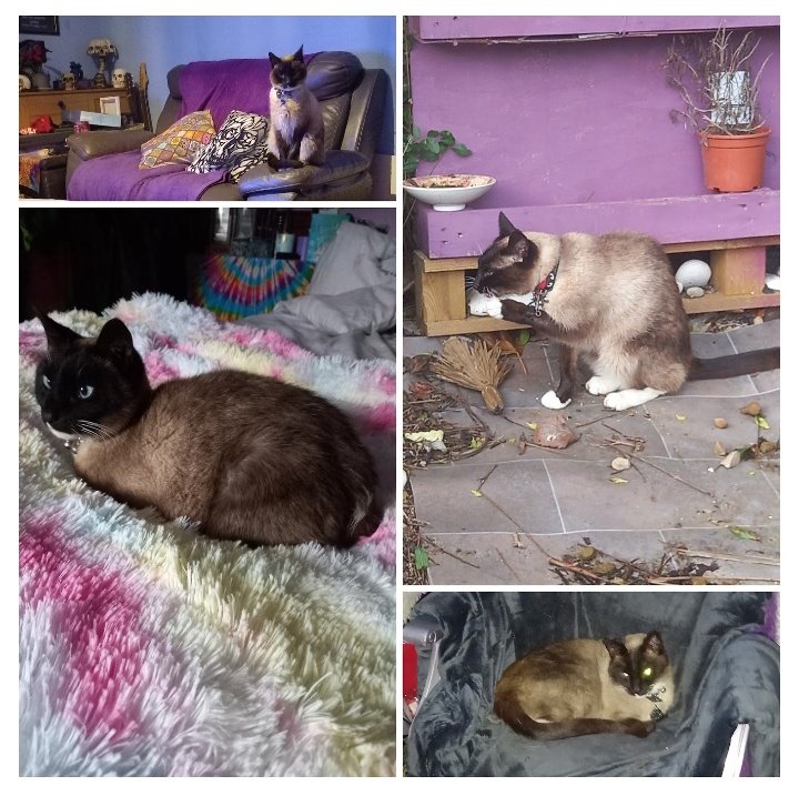 Chancethebeautifulcat (@chancethebeaut1) on Twitter photo Happy Sunday to ya!!...I'm just giving Mum <a href="/debbie_creaser/">debbie creaser</a> a cuddle,as poor her is going to work later and leaving the whole bed to me!Hope you're Sunday's go well😺
#CatsofTwittter Happy Sunday to ya!!...I'm just giving Mum <a href="/debbie_creaser/">debbie creaser</a> a cuddle,as poor her is going to work later and leaving the whole bed to me!Hope you're Sunday's go well😺
#CatsofTwittter