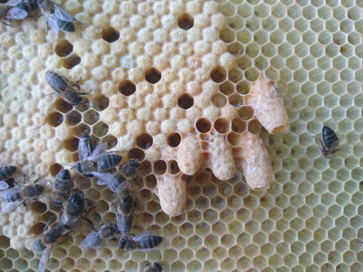 Whilst swarming is starting to calm down colonies can still have aspirations. This ambitious one, following an artificial swarm, had raised over 60 queen cells. Hopefully reduced to just one!