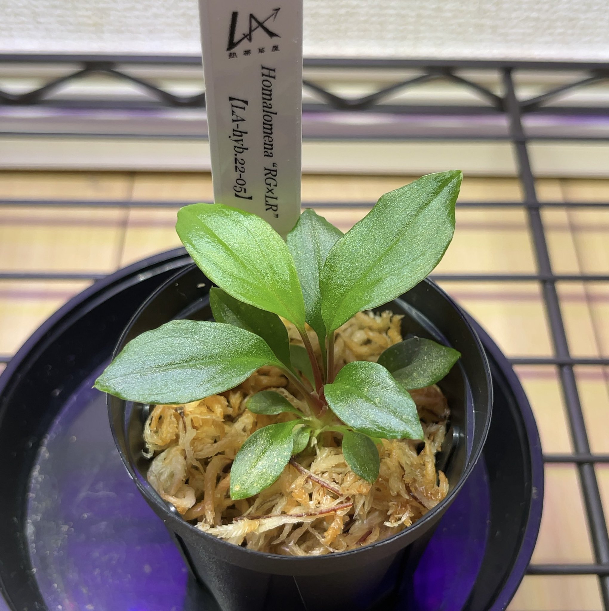LA便Homalomena 【RG×LR】
