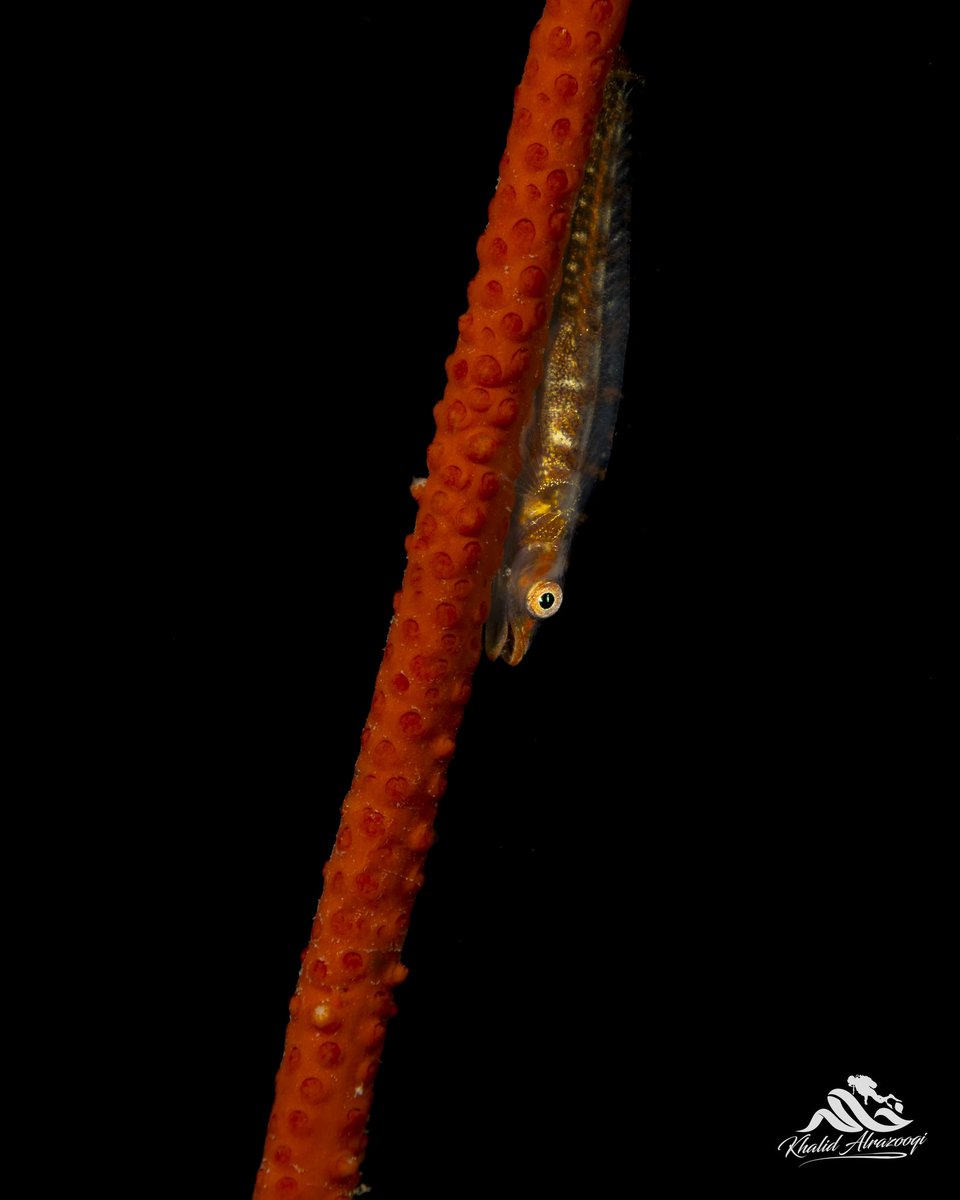 KhalidAlrazooqi's tweet photo. With a little patience, amazing things like this super macro shot of a goby fish can be captured! ๐ธ #NaturePhotography #GobyFish
๐บ๏ธ #Fujairah
#underwater #underwaterphoto #underwaterphotography #uwphoto #water #ocean #waterlust #divingphoto #underwaterworld #uae #instamood #beautiful #amazing #moment #instalove #love #pretty #wow #myhappyplace #passion #macrophotography #Padi #discover #instagram #instagood #Canonme #canon