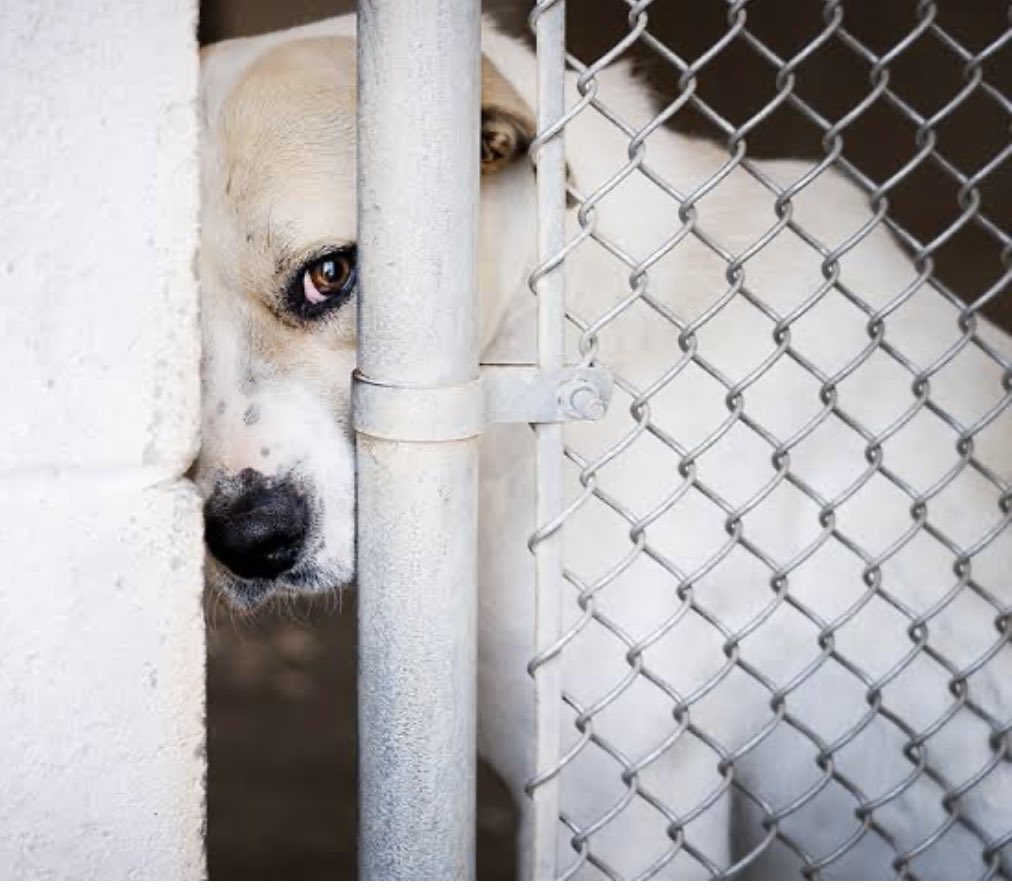 Srishtikush16's tweet photo. #SayNoToDogPounds no animal deserves to be left in pounds and deprived of their freedom @PMOIndia @NIA_India @CBIHeadquarters please do a thorough check on animal welfare organisations that are supporting corruption https://t.co/PTHCuuxQDa