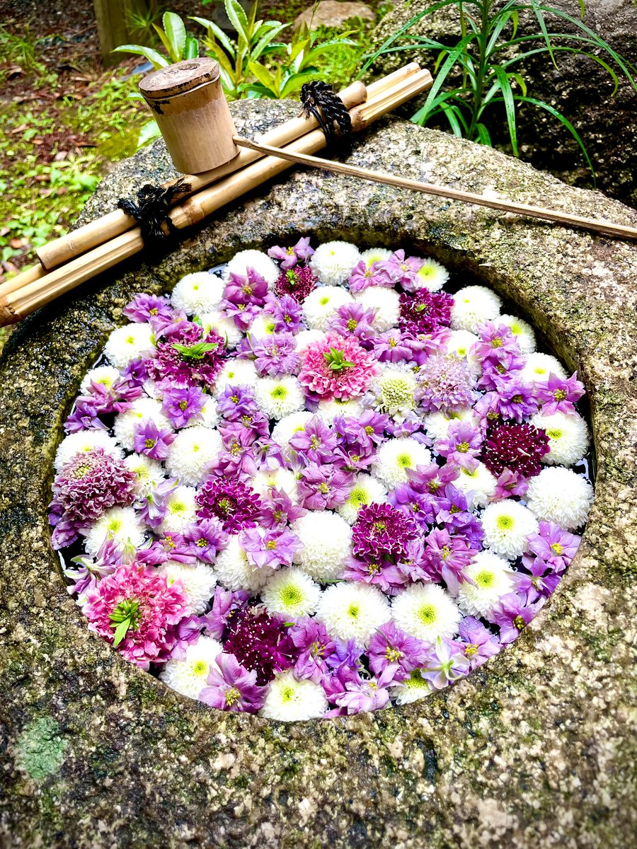 sateto_sateto's tweet photo. 六華苑
#花手水
#floatingflower 6/7 https://t.co/fOqLBfmYua