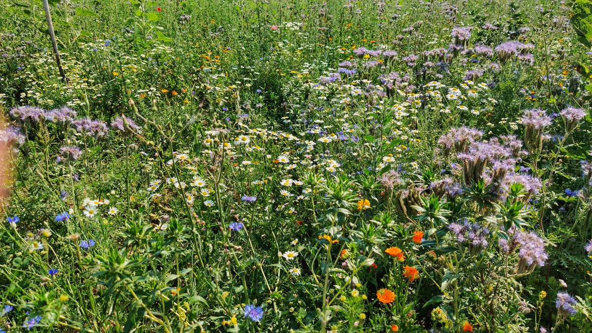 britainopello5's tweet photo. Blühstreifen und deren Unterstützer; zwischen #Bruchenbrücken und #Assenheim/#Mittelhessen: https://t.co/v0zP0RoejW