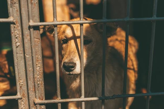 verma_lata30129's tweet photo. Our Indian Community Dogs are part of our heritage!

They deserve to be loved &amp; cherished, their place is not in a pound.

Let's not break the innocent trust!

This is illegal &amp; must be pulled down.

#NoMore50 #AmendPCA #SayNoToDogPounds

@PMOIndia @NIA India @CBIHeadquarters https://t.co/UWyKGtZbqK