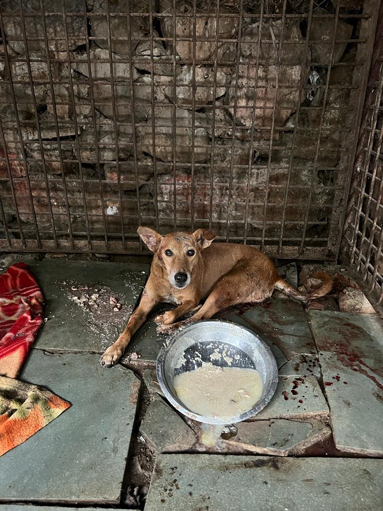 verma_lata30129's tweet photo. Our Indian Community Dogs are part of our heritage!

They deserve to be loved &amp; cherished, their place is not in a pound.

Let's not break the innocent trust!

This is illegal &amp; must be pulled down.

#NoMore50 #AmendPCA #SayNoToDogPounds

@PMOIndia @NIA India @CBIHeadquarters https://t.co/UWyKGtZbqK