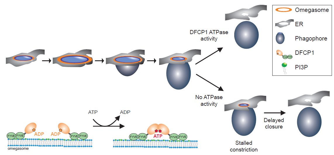 I am very happy our DFCP1 story is out! Since many years, DFCP1 has been used as an omegasome marker, but its function was totally unknown. Here we show that DFCP1 is an ATPase required for selective autophagy.
Here are the main points of the paper:
1/8