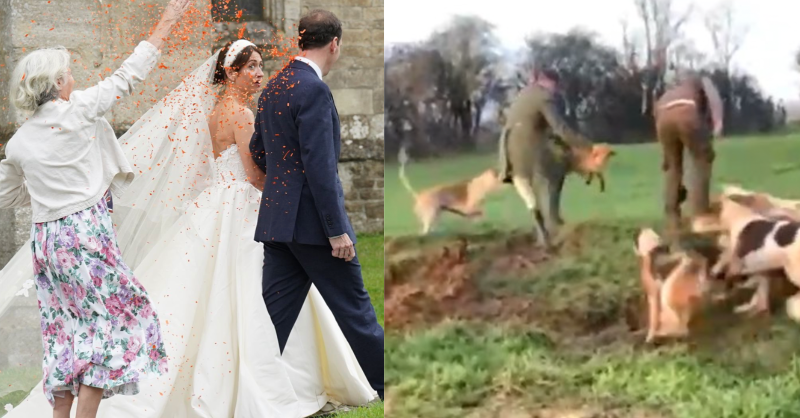 ProtectTheWild_'s tweet photo. If only there was the same moral outrage for live foxes being thrown to hounds as there was about a woman throwing some confetti on a man. https://t.co/yx3a0wvX2z