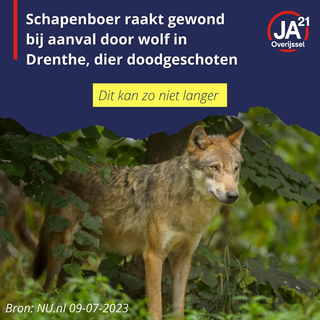 JA21_Overijssel's tweet image. JA21 Overijssel wil betere afspraken en meer mogelijkheden voor afschieten van de wolf. Dat het kan, blijkt elders in Europa. Het is een kwestie van ambitie!

#JA21 #overijssel #psov #wolf