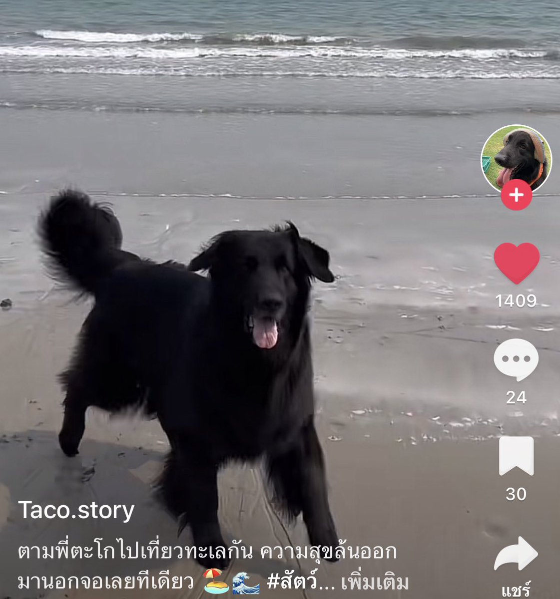 หมาดำตัวนี้ยังหวังดีกับเธอเสมอ tweet media